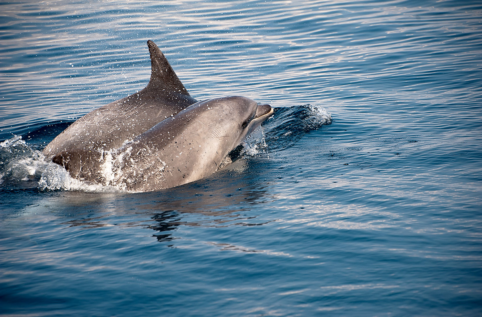 dolphins in the adriatic sea